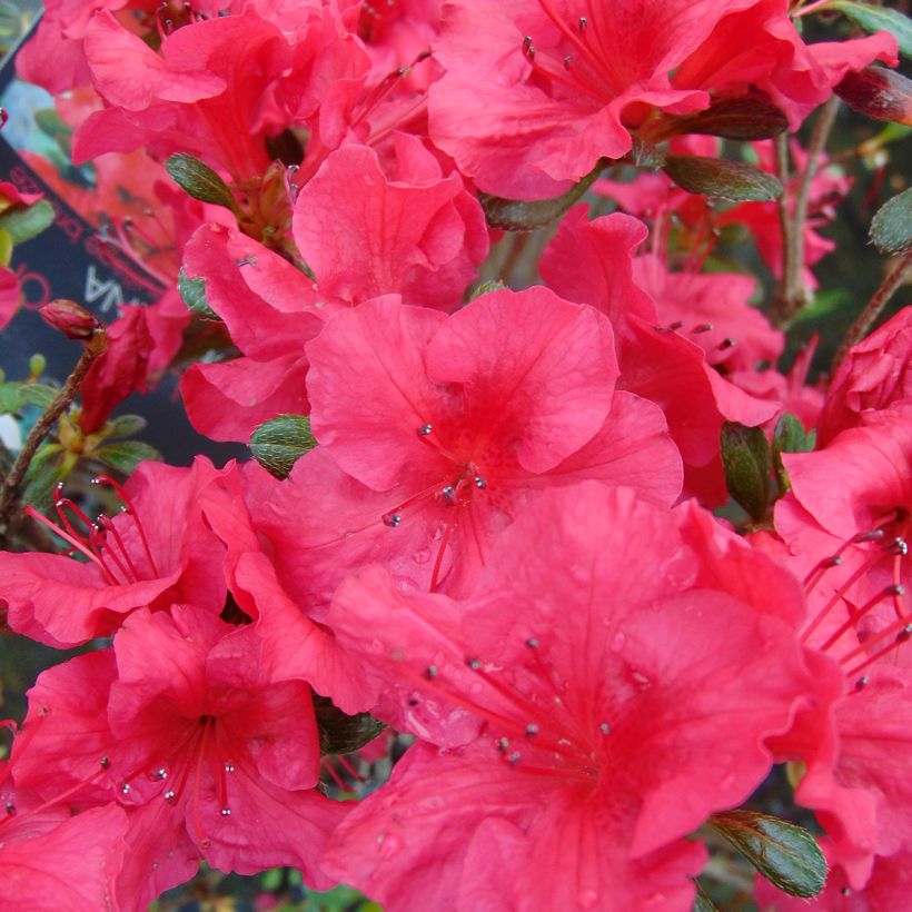 Japanese azalea Johanna (Flowering)