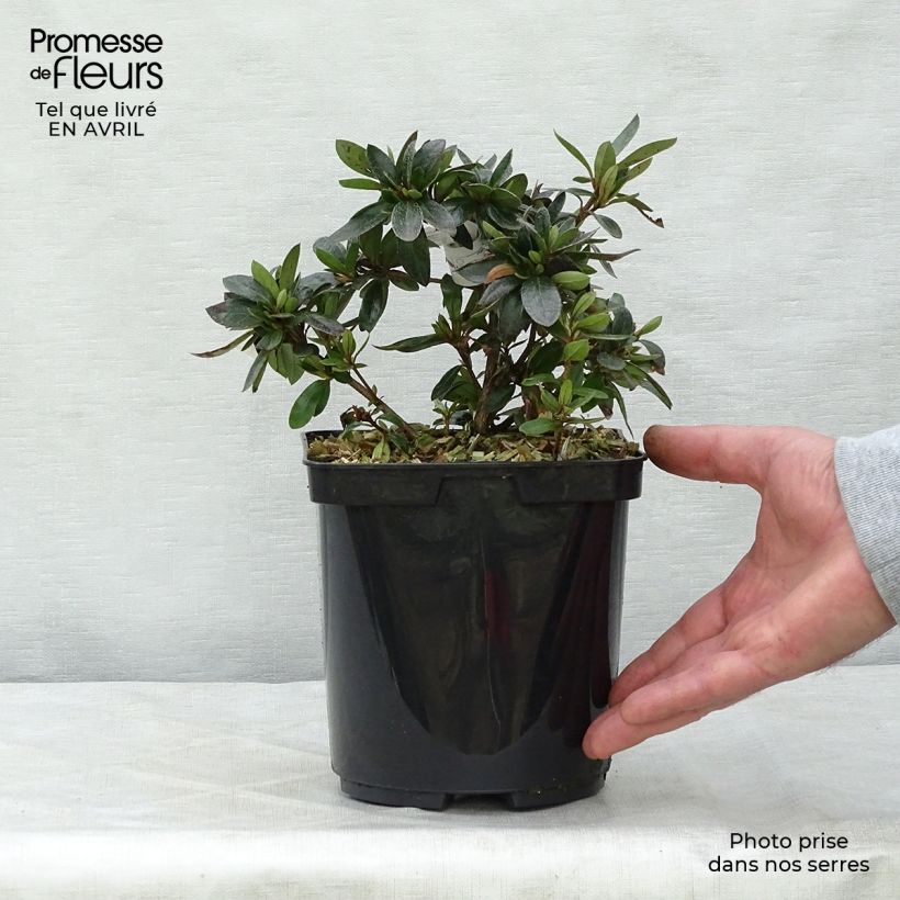 Rhododendron nakaharae Orange - Japanese Azalea 2L/3L potShipped height around 30/40cm sample as delivered in spring