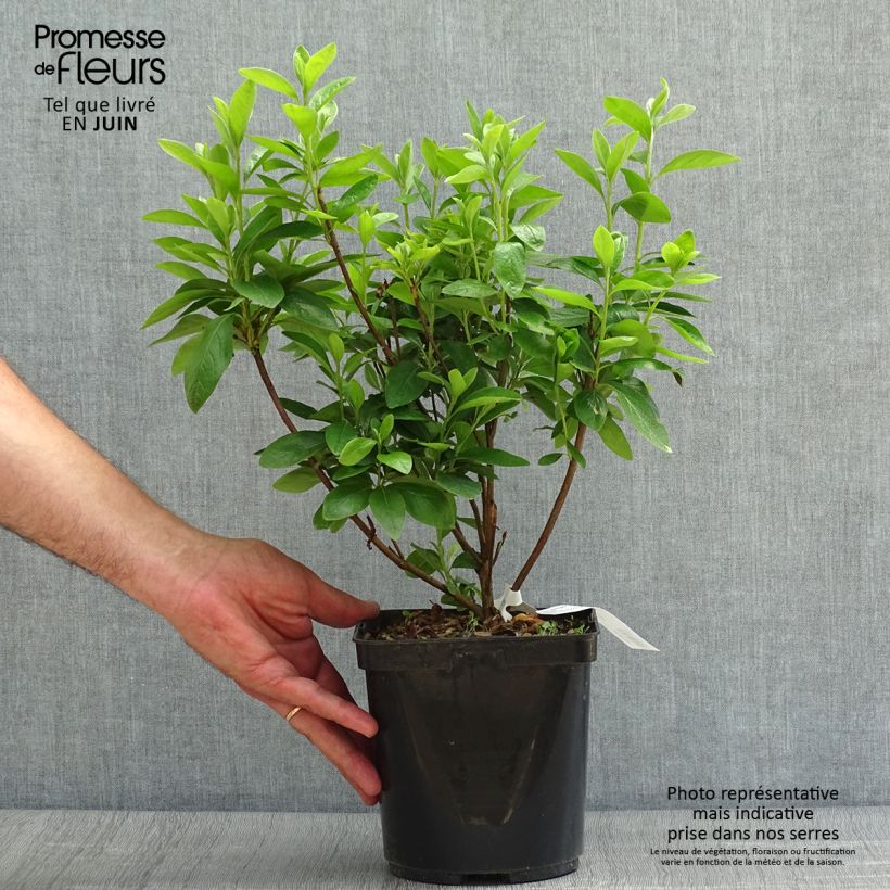 Japanese Azalea Palestrina 2L/3L pot 25/30cm sample as delivered in summer