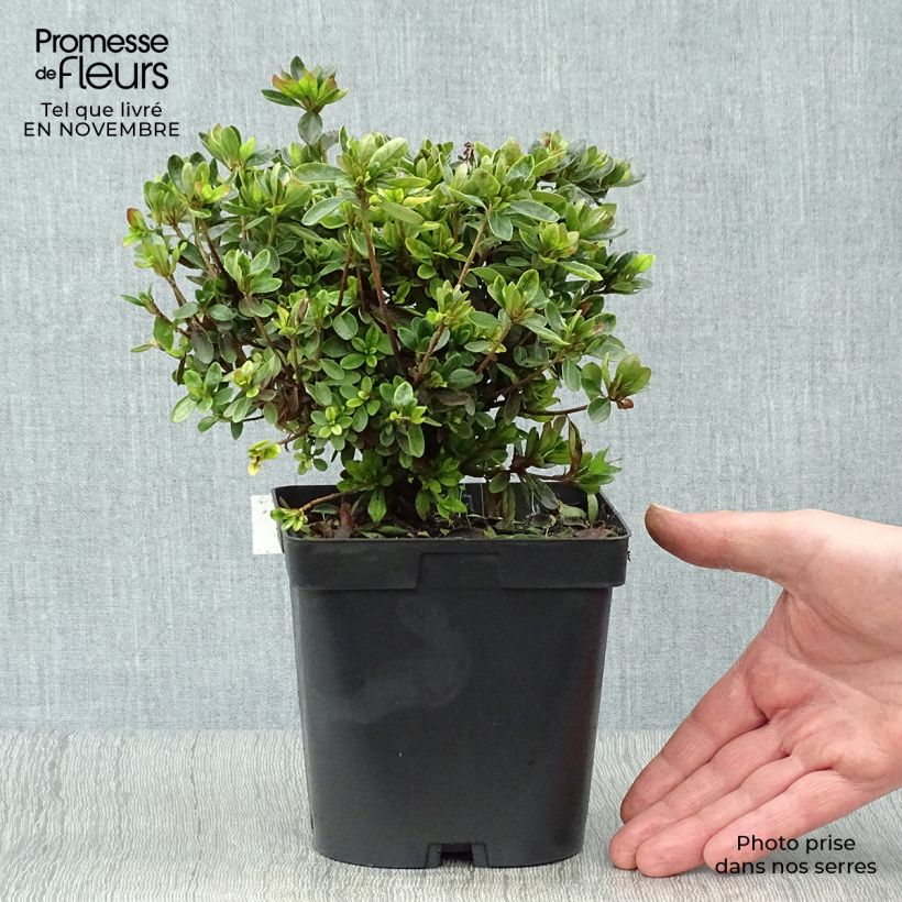 Azalea japonica Rex - Hybrid Rhododenron 2L/3L pot sample as delivered in autumn