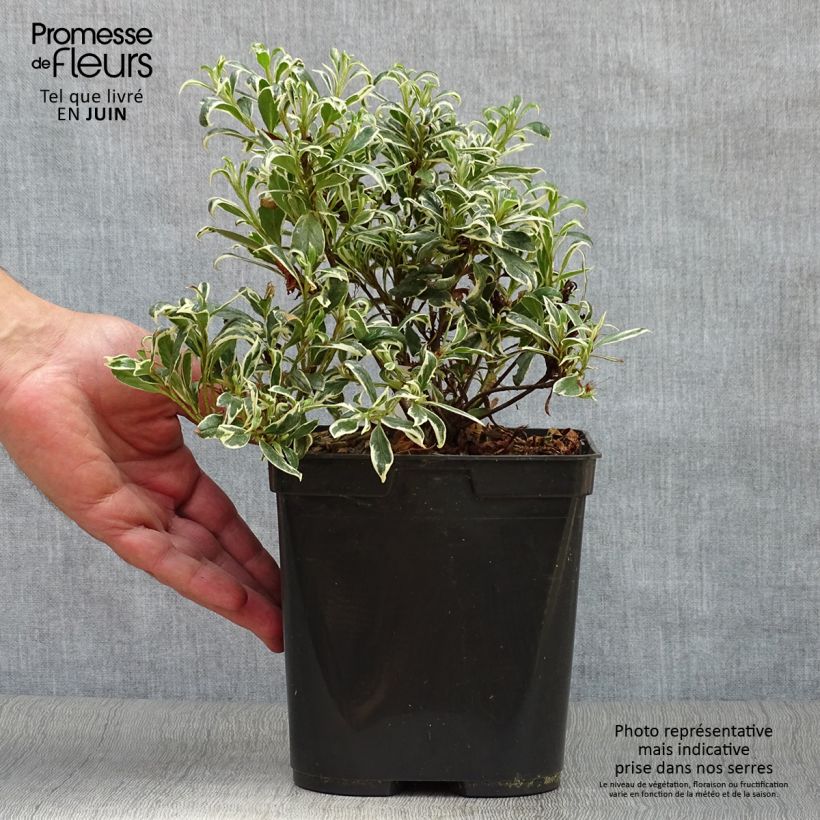 Japanese Azalea Silver Queen 2L/3L potShipped height around 20/30cm sample as delivered in summer