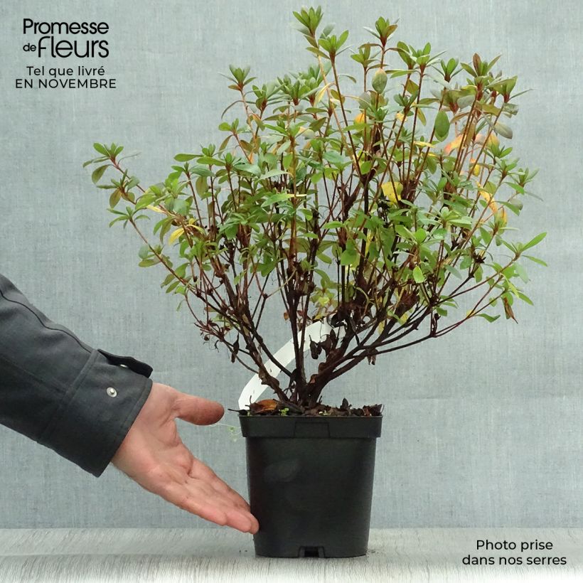 Azalea japonica Vuyks Scarlet 2L/3L pot sample as delivered in autumn