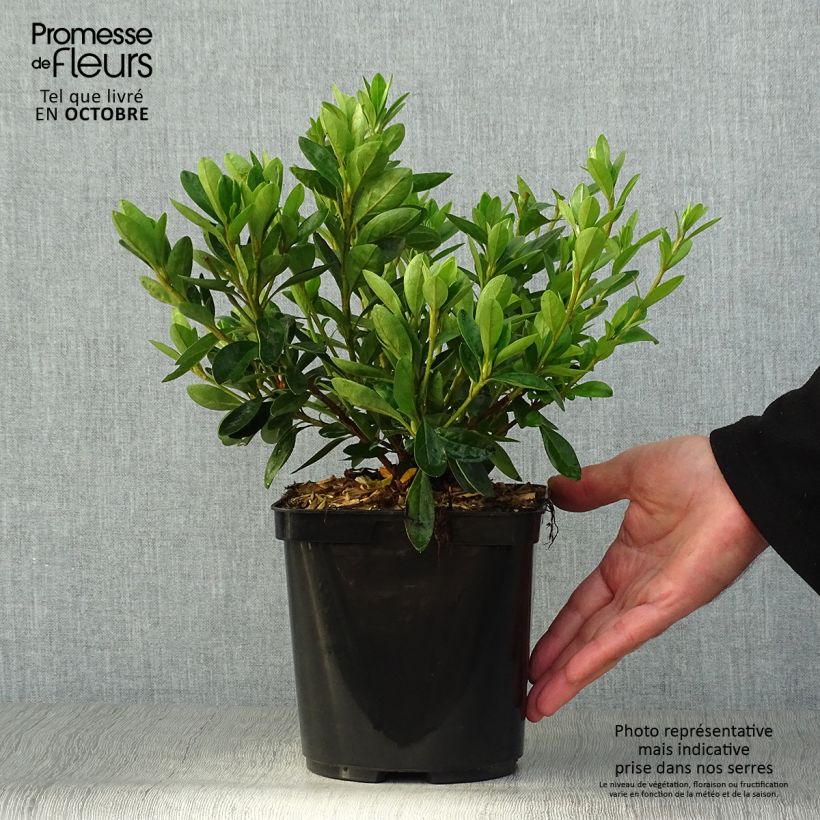 Azalée du Japon White Prince - Rhododendron hybride Pot de 2L/3L sample as delivered in autumn