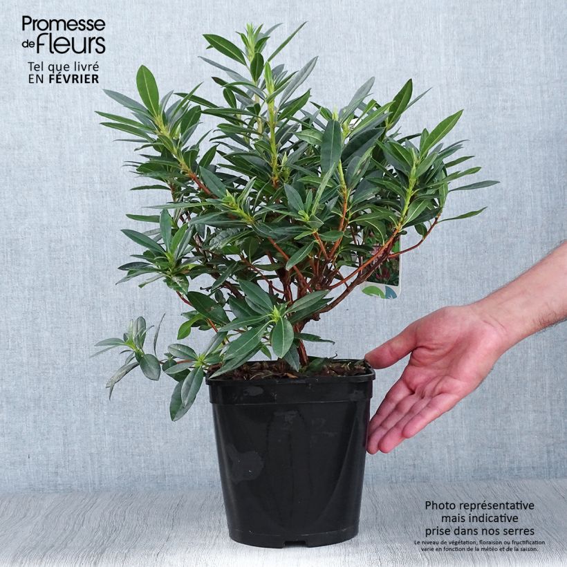 Rhododendron x gowenianum - Gowen's Azalea 4L/5L pot sample as delivered in autumn