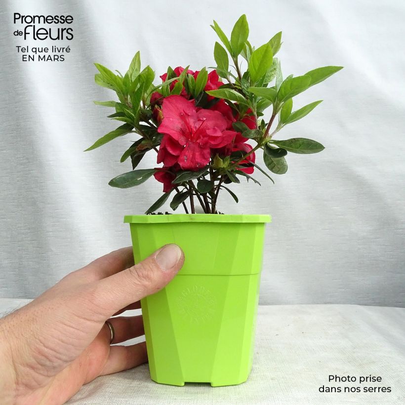 Azalée hybride ENCORE Autumn Fire en pot de 1L/1,5L sample as delivered in winter