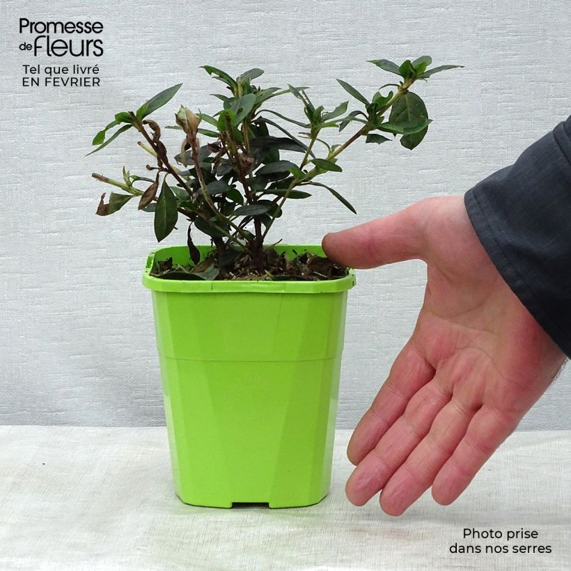 Azalea japonica ENCORE Carnival Conlet 1L/1.5L pot sample as delivered in winter