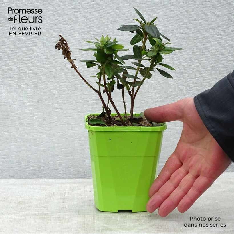 Azalea japonica ENCORE Empress Conles 1L/1.5L pot sample as delivered in winter