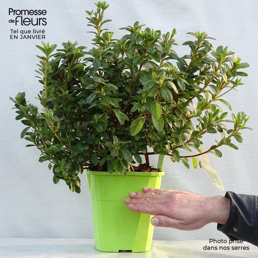 Azalea japonica ENCORE Ivory Roblev 3L/4L pot sample as delivered in winter