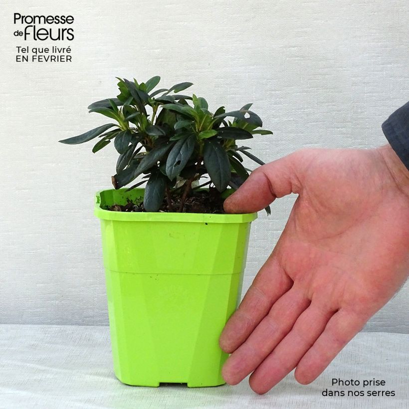 Azalea japonica ENCORE Ruby Roblev 1L/1.5L pot sample as delivered in winter