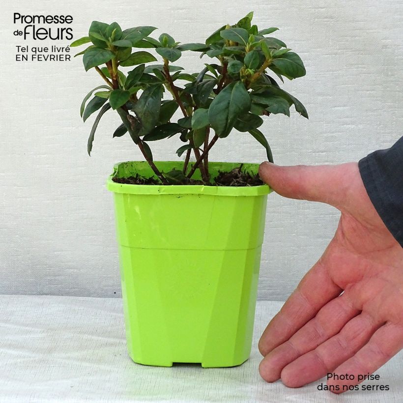 Azalea japonica ENCORE Sweetheart Roblja 1L/1.5L pot sample as delivered in winter