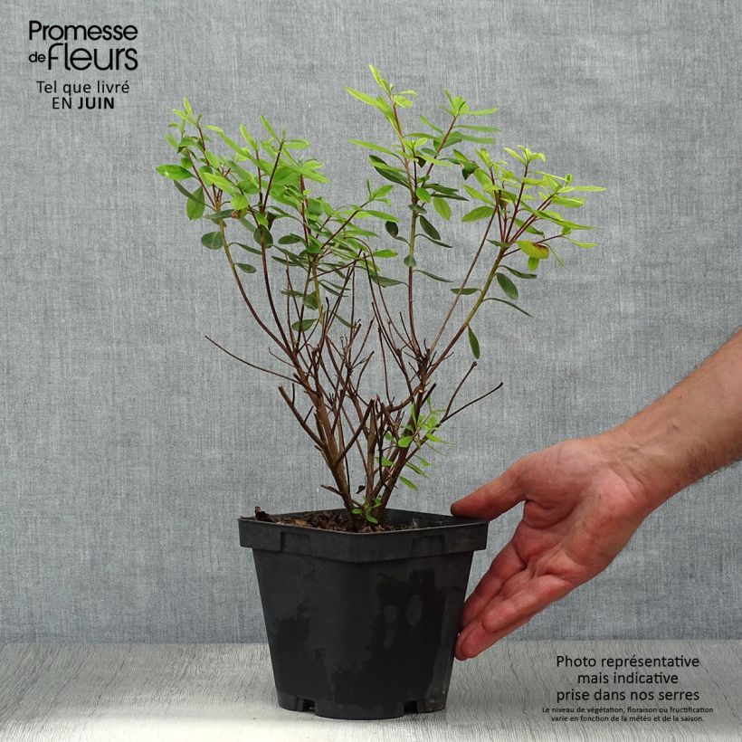 Azalea japonica GILBERT MULLIE 2L/3L potShipped height around 20/30cm sample as delivered in summer