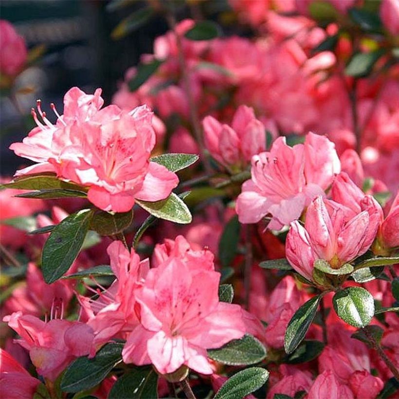 Rhododendron Blaauws pink - Kurume Azalea (Flowering)