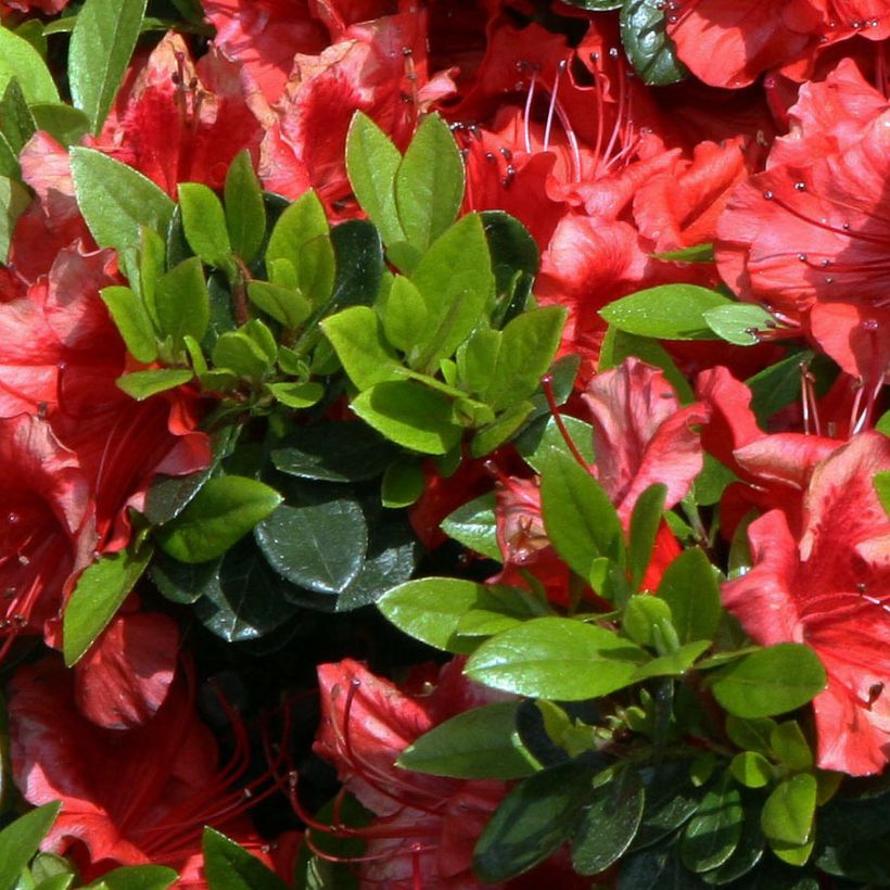 Azalea japonica Girards scarlet (Foliage)
