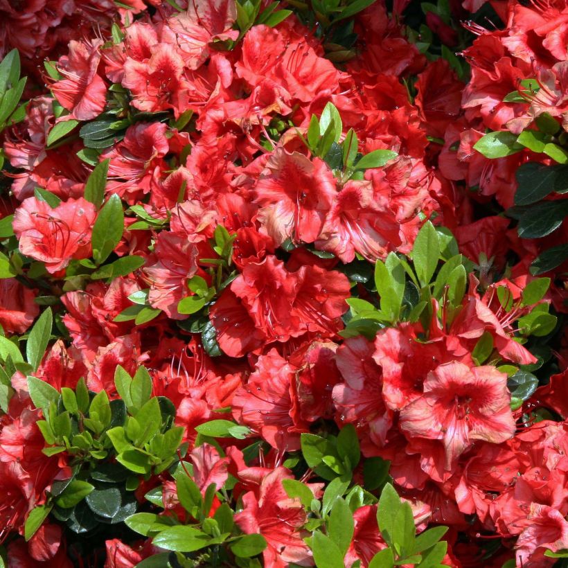 Azalea japonica Girards scarlet (Flowering)