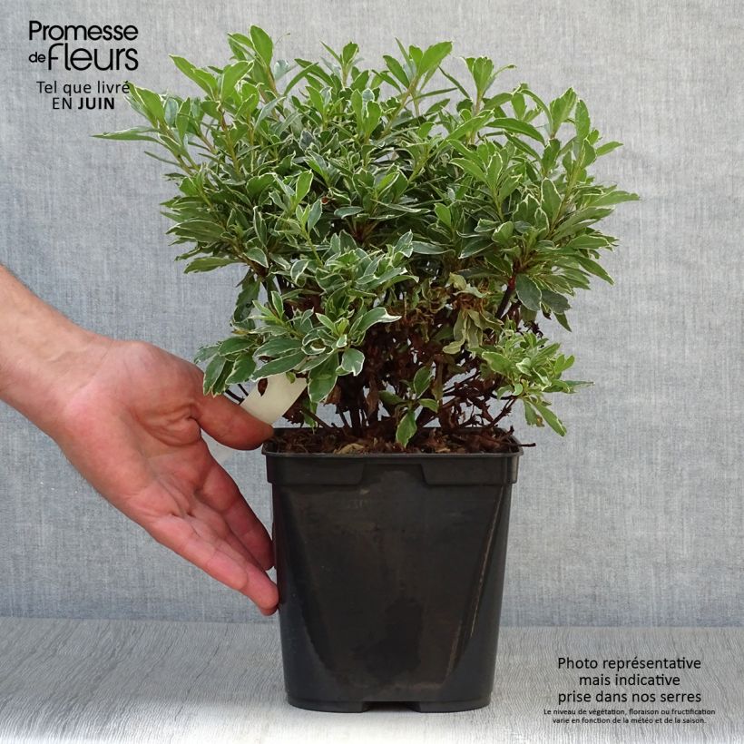 Azalea japonica Girards Hot Shot 2L/3L pot sample as delivered in summer