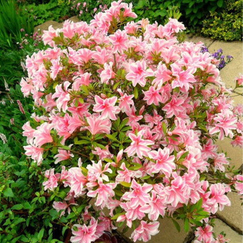 Azalea japonica Melle (Plant habit)