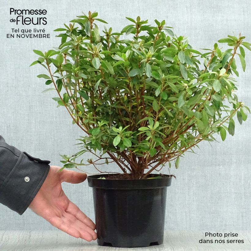 Azalée japonaise Mme Van Hecke en pot de 2l/3l sample as delivered in autumn