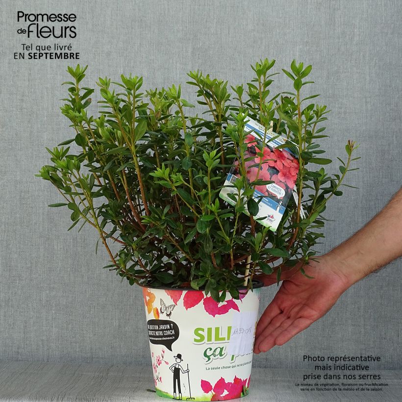 Azalea japonica Orange Beauty 2L/3L pot sample as delivered in summer