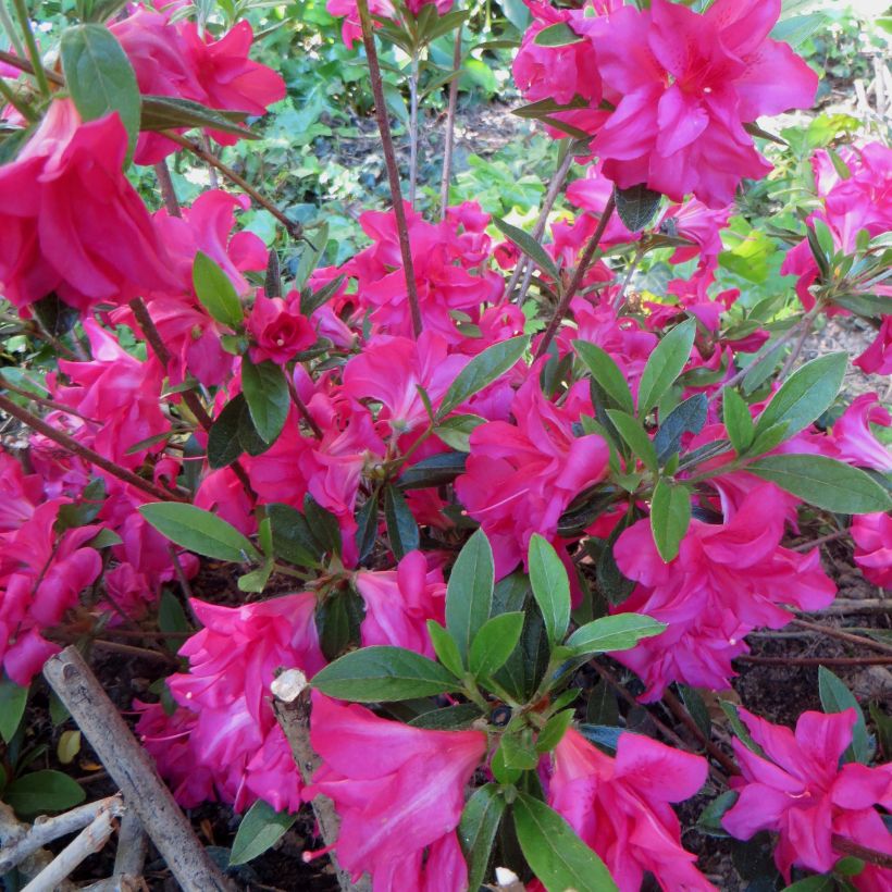 Azalea japonica Rosa King (Flowering)