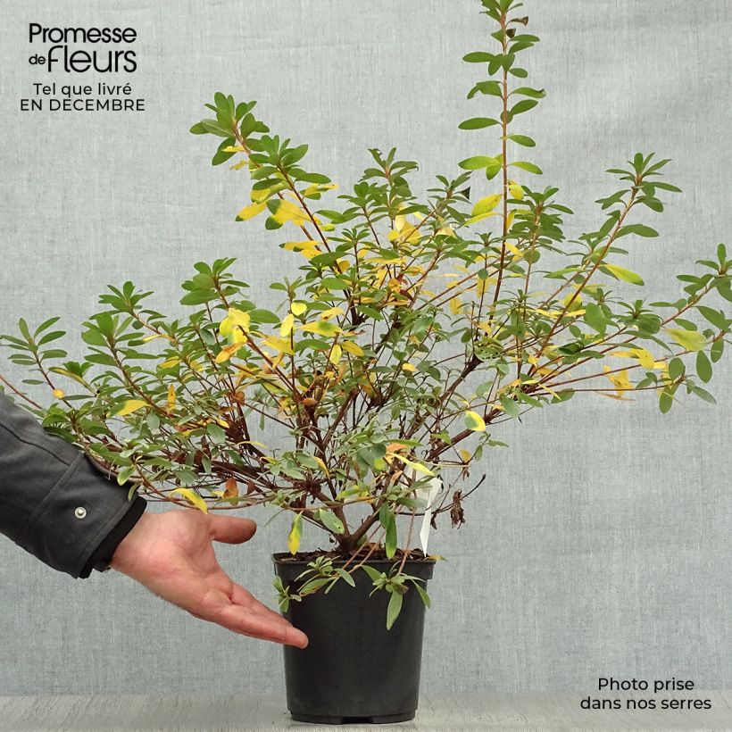 Azalée japonaise Tamanini - Rhododendron hybride Pot de 2L/3L sample as delivered in winter