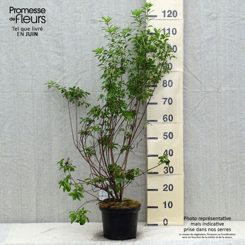 Azalea mollis Viscosa 4L/5L pot sample as delivered in summer
