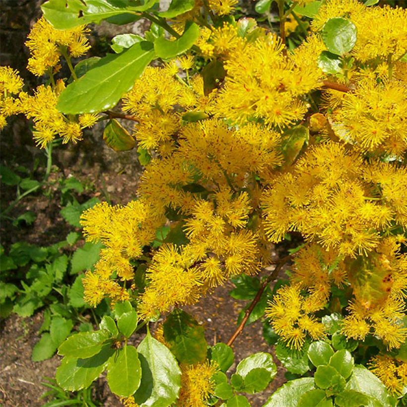 Azara serrata (Flowering)