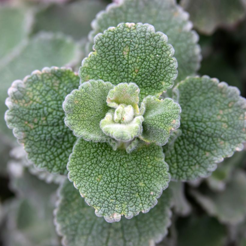 Ballota hirsuta  (Foliage)