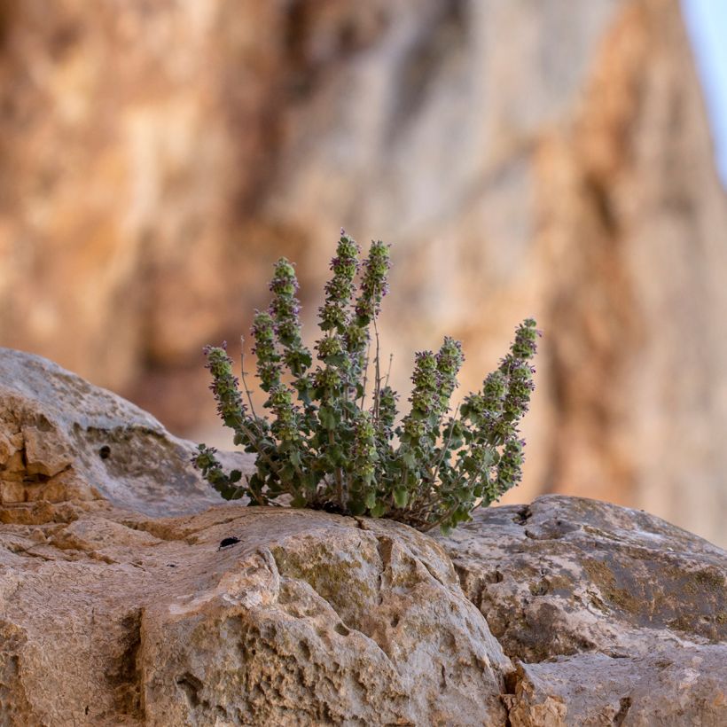 Ballota hirsuta  (Plant habit)