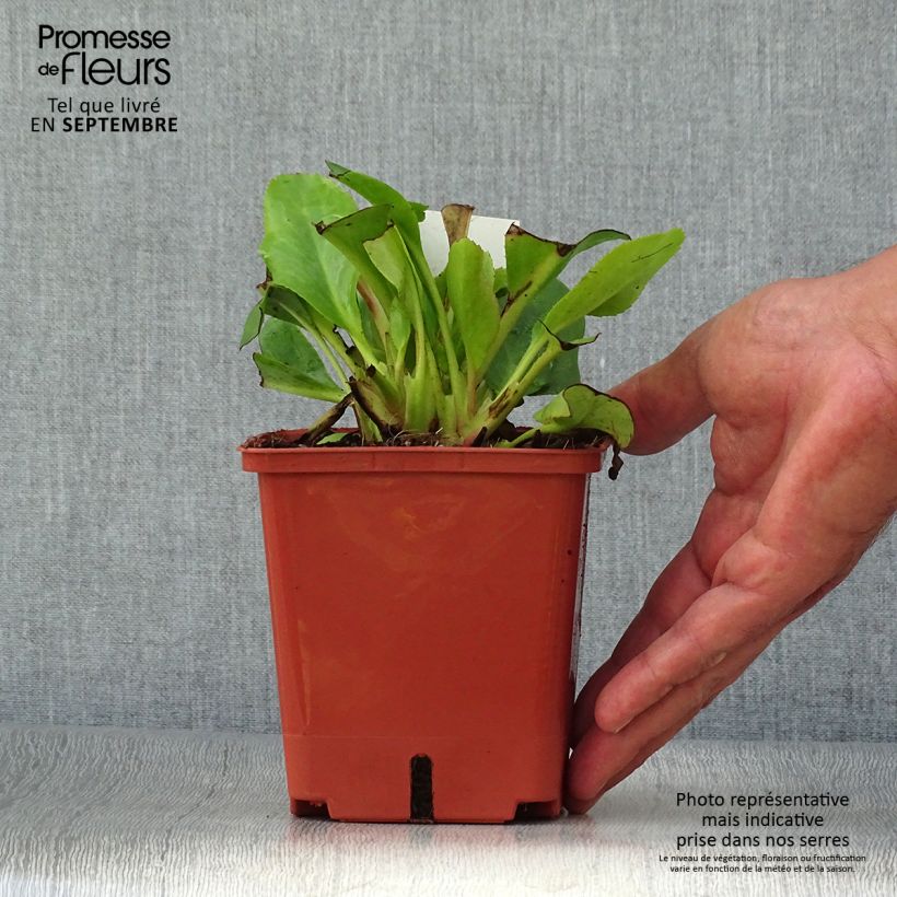 Bergenia Bressingham White - Elephant's Ears 1.5L/2L pot sample as delivered in autumn