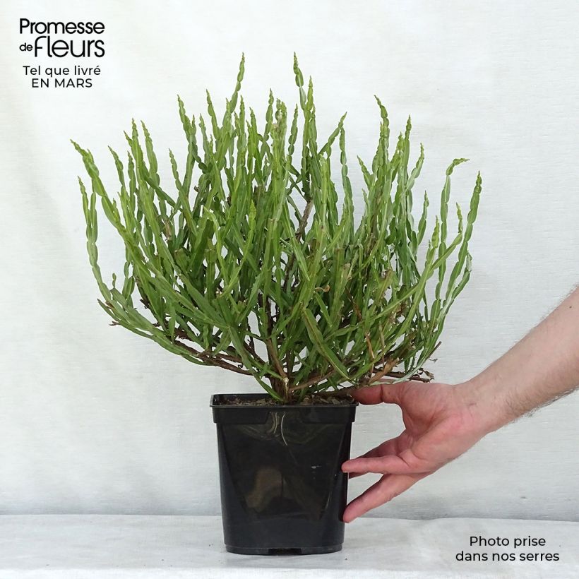 Baccharis genistelloides Pot de 3L/4L sample as delivered in winter