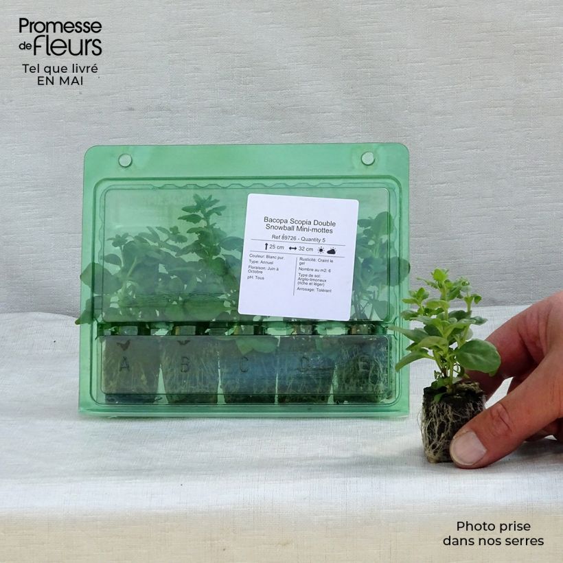 Bacopa Scopia Double Snowball Mini-mottes  Mini-motte 4 cm sample as delivered in spring