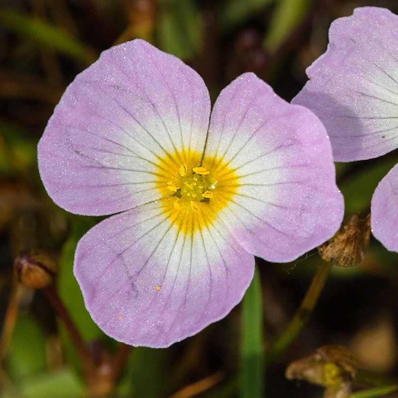 Baldellia ranunculoides (Flowering)