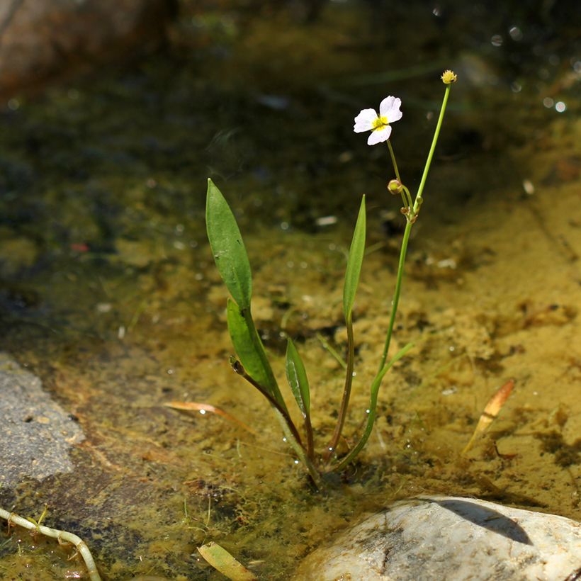 Baldellia ranunculoides (Plant habit)