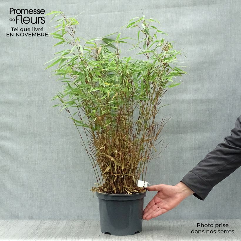 Bambou - Fargesia rufa 60/80cm en pot de 5L sample as delivered in autumn