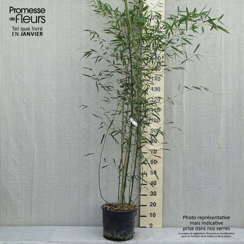 Bambou - Phyllostachys bissetii pot 12L 150 cm sample as delivered in winter