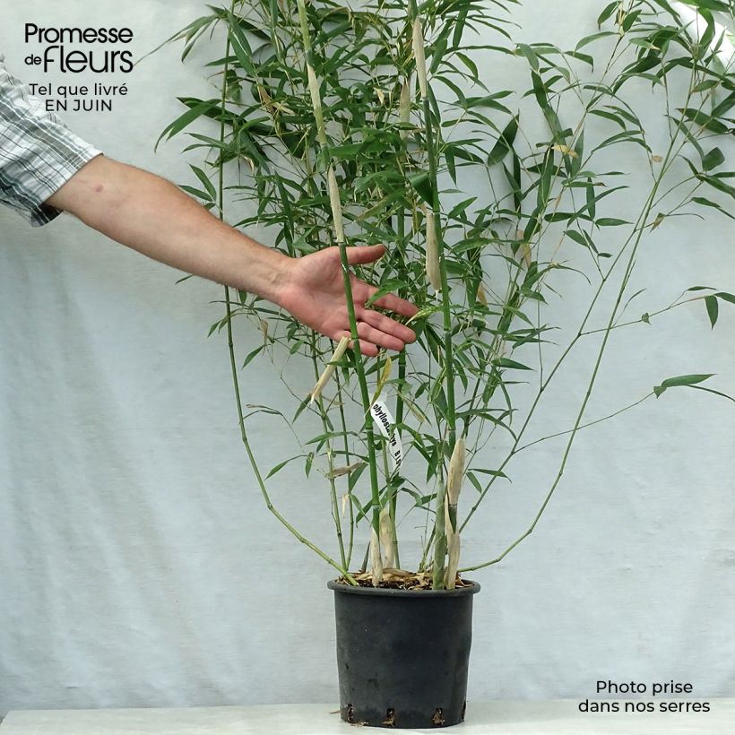 Example of Phyllostachys bissetii - Bamboo as you get in ete