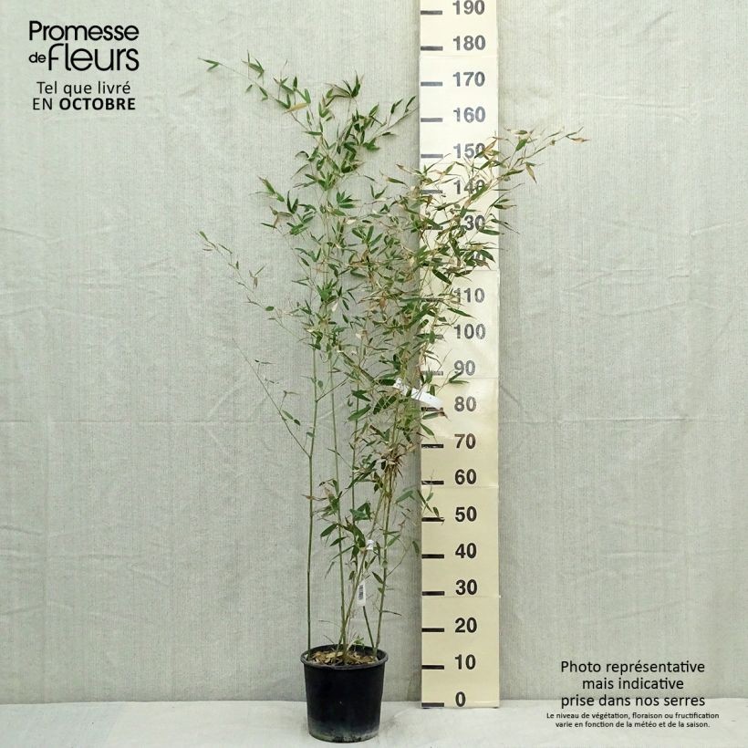 Bambou - Phyllostachys bissetii pot C5L 80/100 cm sample as delivered in autumn