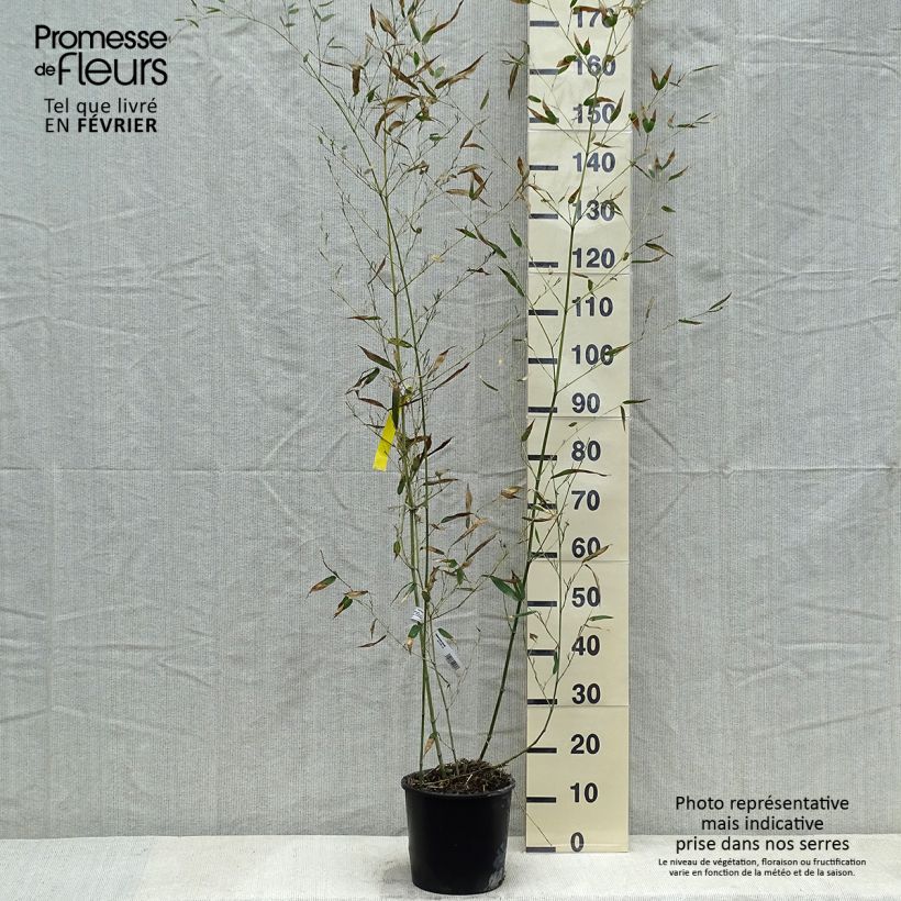 Bambou - Phyllostachys bissetii pot C5L 80/100 cm sample as delivered in winter