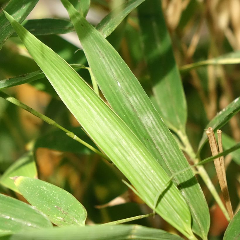 Phyllostachys aurea Koi - Fishpole Bamboo (Foliage)