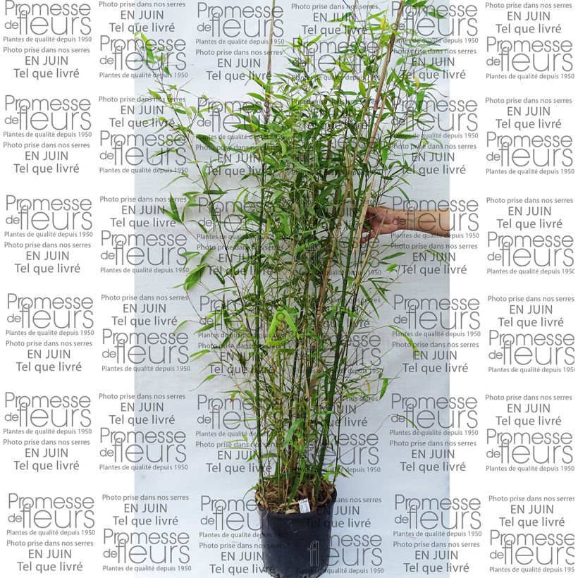 Example of Golden Bamboo - Phyllostachys aurea specimen as delivered