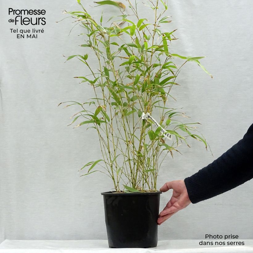 Golden Bamboo - Phyllostachys aurea sample as delivered in spring