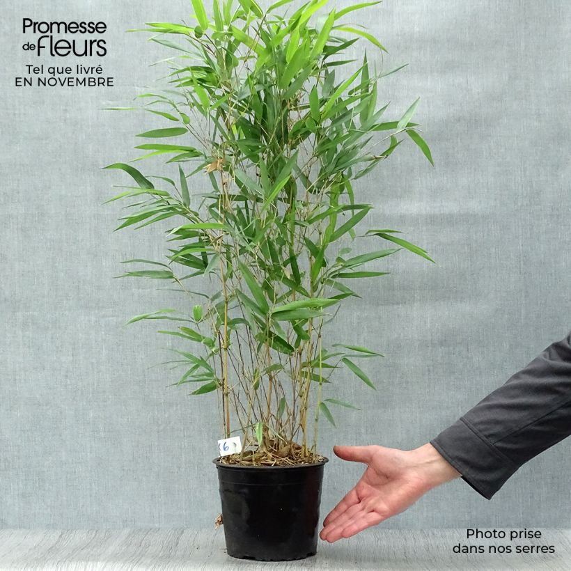 Bambou jaune - Phyllostachys aureosulcata Aureocaulis pot de 2L/3L 60/80cm sample as delivered in autumn