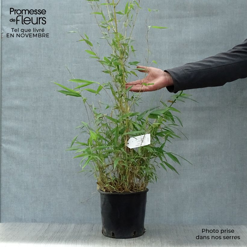 Bambou jaune - Phyllostachys aureosulcata Aureocaulis pot de 4/5L 150/175cm sample as delivered in autumn