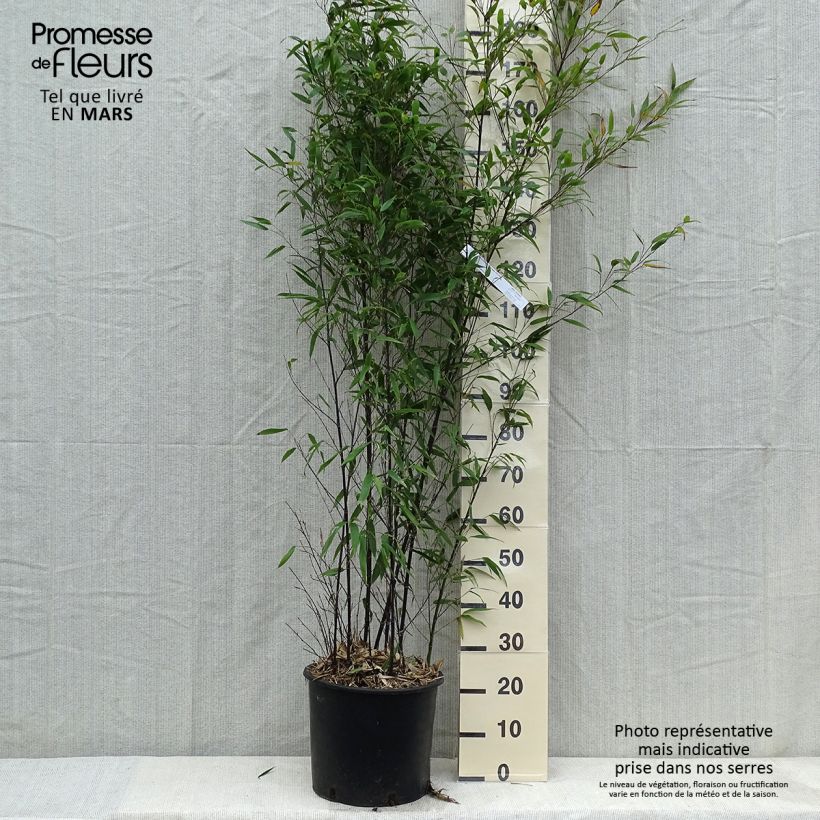 Black bamboo - Phyllostachys nigra sample as delivered in spring