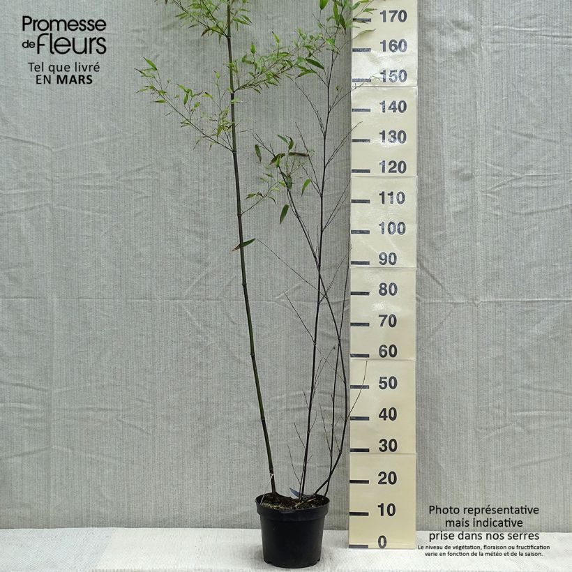 Black bamboo - Phyllostachys nigra sample as delivered in spring