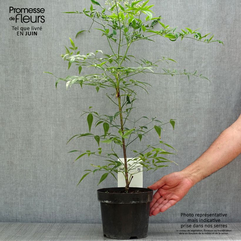 Nandina domestica Brightlight - Sacred Bamboo 3L/4L potShipped height around 60/70cm sample as delivered in summer