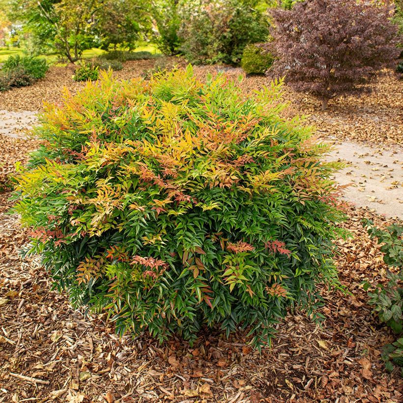 Nandina domestica Sunrise - Sacred Bamboo (Plant habit)