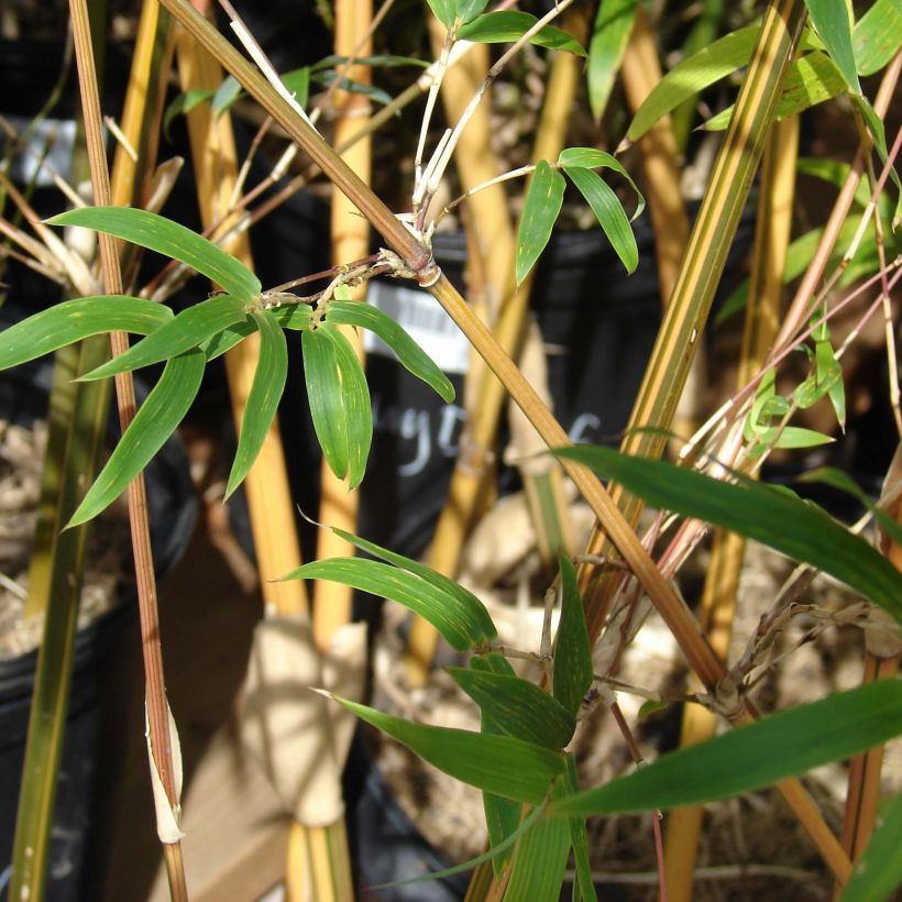 Bambusa glaucescens - Hedge Bamboo (Foliage)