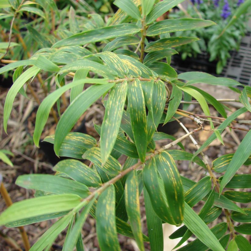 Bambusa glaucescens multiplex Alphonse Karr - Hedge Bamboo (Foliage)