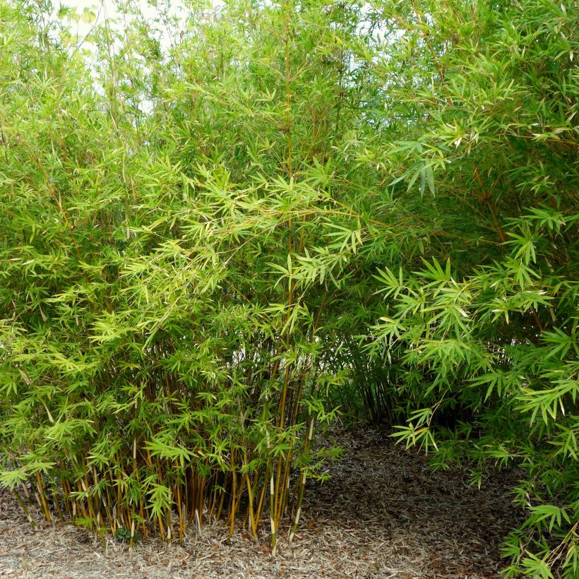 Bambusa glaucescens multiplex Alphonse Karr - Hedge Bamboo (Plant habit)